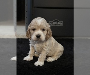 Medium English Cocker Spaniel
