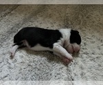 Small #18 Border-Aussie