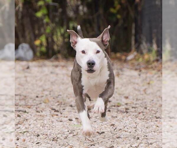 Medium Photo #1 American Staffordshire Terrier-Unknown Mix Puppy For Sale in Waco, TX, USA
