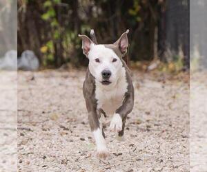 American Staffordshire Terrier-Unknown Mix Dogs for adoption in Waco, TX, USA