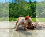 Small Photo #4 French Bulldog Puppy For Sale in PARAGON, IN, USA