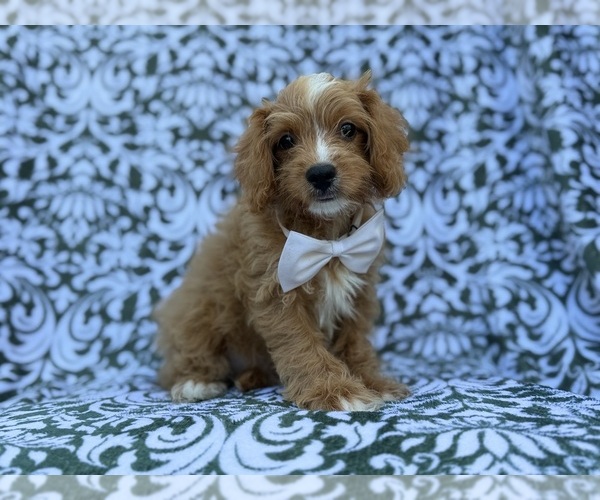 Medium Photo #3 Cavapoo (Miniature) Puppy For Sale in LAKELAND, FL, USA
