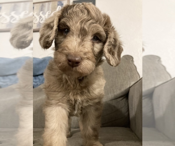 Medium Photo #1 Labradoodle Puppy For Sale in DAVENPORT, IA, USA