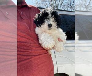Zuchon Puppy for sale in MCMINNVILLE, TN, USA