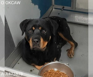 Rottweiler Dogs for adoption in Oklahoma City, OK, USA