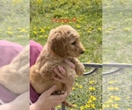Small Photo #19 Goldendoodle Puppy For Sale in CROTON, MI, USA