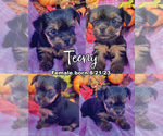 Small Photo #2 Yorkshire Terrier Puppy For Sale in FOUNTAIN VALLEY, CA, USA
