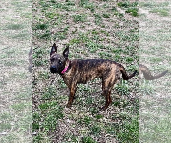 Medium Photo #5 Chihuahua-Feist Terrier Mix Puppy For Sale in Cookeville, TN, USA