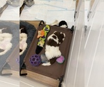 Small Photo #18 Chesa-Poo Puppy For Sale in DELTONA, FL, USA