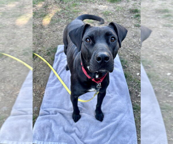 Medium Photo #18 Labrador Retriever-Unknown Mix Puppy For Sale in Brewster, NY, USA