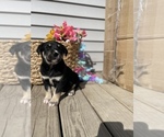 Small Photo #7 Labrador Retriever Puppy For Sale in CHESTERFIELD, MI, USA