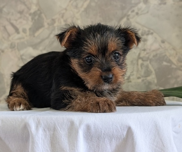 Medium Photo #16 Yorkshire Terrier Puppy For Sale in GOSHEN, IN, USA