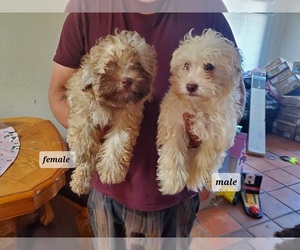 Maltese-Maltipoo Mix Puppy for sale in VICTORVILLE, CA, USA