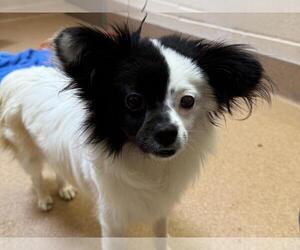 Papillon-Unknown Mix Dogs for adoption in Martinez, CA, USA