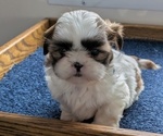 Puppy Zya Shih Tzu