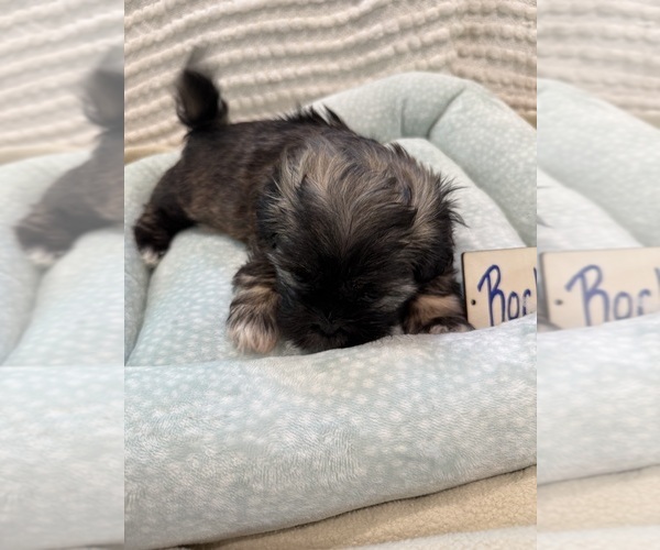 Medium Photo #30 Poodle (Miniature)-Zuchon Mix Puppy For Sale in HTFD, CT, USA