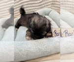 Small Photo #30 Poodle (Miniature)-Zuchon Mix Puppy For Sale in HTFD, CT, USA
