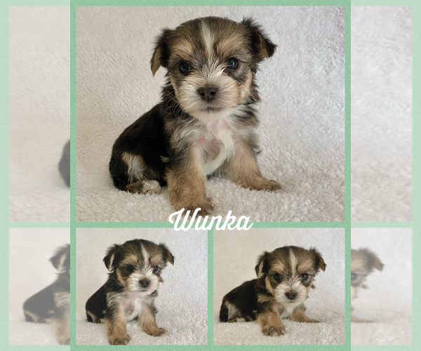 Medium Photo #1 Morkie Puppy For Sale in BONNIEVILLE, KY, USA