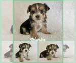 Small Photo #1 Morkie Puppy For Sale in BONNIEVILLE, KY, USA