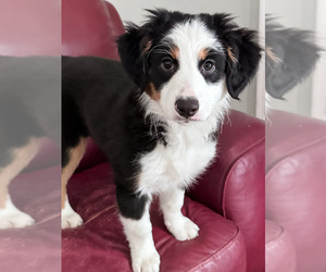 Medium Australian Shepherd-Bernedoodle Mix