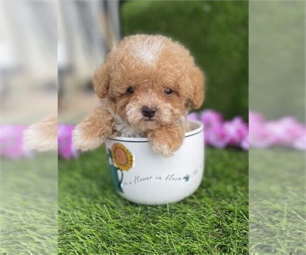 Medium Photo #12 Maltipoo (Miniature) Puppy For Sale in JENSEN BEACH, FL, USA