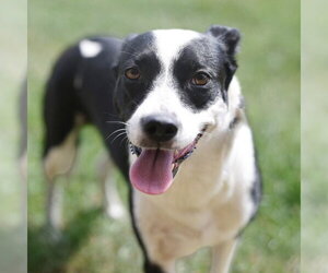 Mutt Dogs for adoption in San Antonio, TX, USA