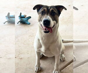 Labrador Retriever-Unknown Mix Dogs for adoption in Phoenix, AZ, USA