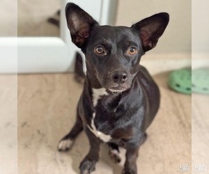 Feist Terrier-Retriever  Mix Dogs for adoption in Washington, DC, USA