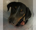 Small Bluetick Coonhound Mix