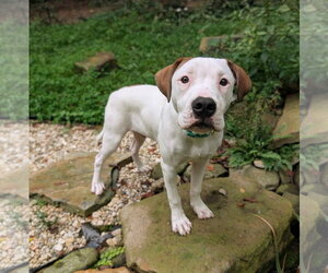 Apricot - Male American Pit Bull Terrier-Unknown Mix Dog for Adoption - Photo #4