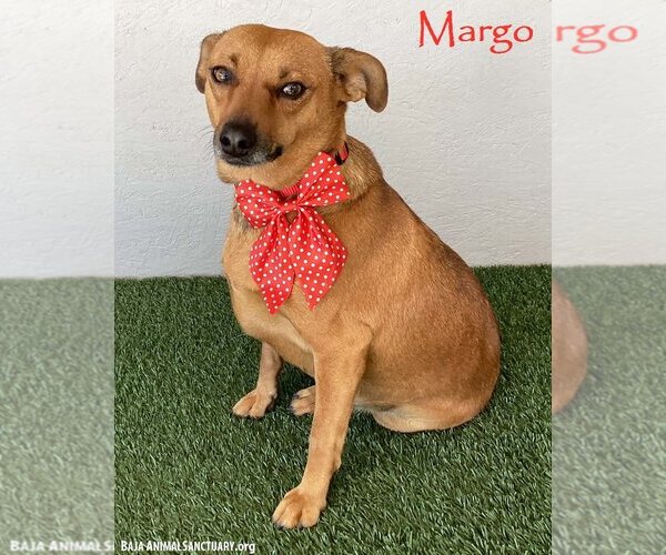 Medium Photo #1 Dorgi Puppy For Sale in San Diego, CA, USA