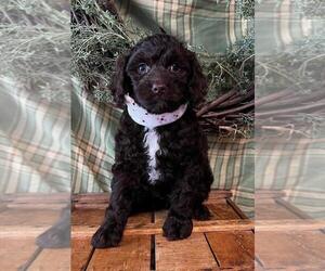 Cocker Spaniel-Poodle (Miniature) Mix Puppy for sale in ORO VALLEY, AZ, USA