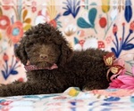 Small Photo #2 Springerdoodle Puppy For Sale in LANCASTER, PA, USA
