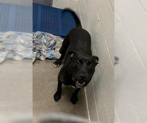 American Pit Bull Terrier-Unknown Mix Dogs for adoption in Olathe, KS, USA