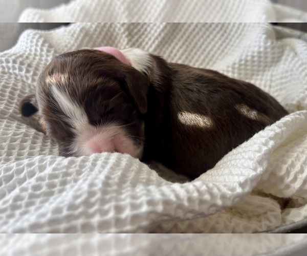 Medium Photo #12 English Springer Spaniel Puppy For Sale in ACTON, MT, USA