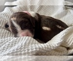 Small Photo #12 English Springer Spaniel Puppy For Sale in ACTON, MT, USA