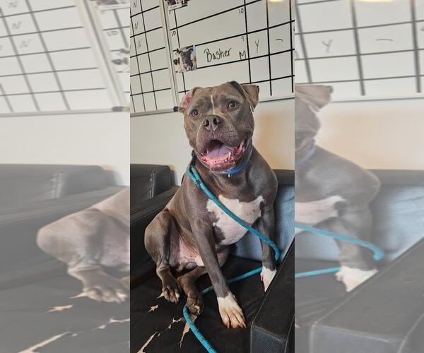 Medium Photo #2 American Pit Bull Terrier-Unknown Mix Puppy For Sale in DuQuoin, IL, USA