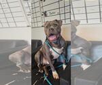 Small #1 American Pit Bull Terrier Mix