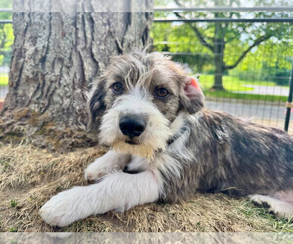 Medium Photo #2 Dachshund-Unknown Mix Puppy For Sale in Gloversville, NY, USA
