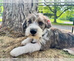 Small #1 Dachshund Mix