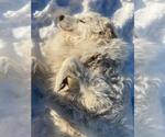 Small #2 Great Pyrenees