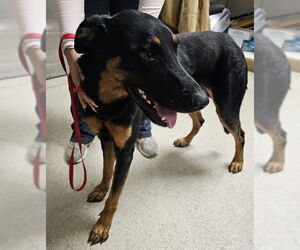 German Shepherd Dog Dogs for adoption in Riverside, CA, USA