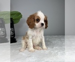 Small Photo #5 Cavalier King Charles Spaniel Puppy For Sale in FRANKLIN, IN, USA