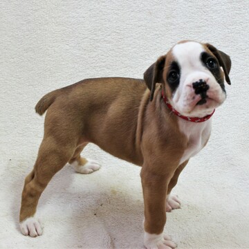 Medium Photo #5 Boxer Puppy For Sale in SINKING SPRING, PA, USA