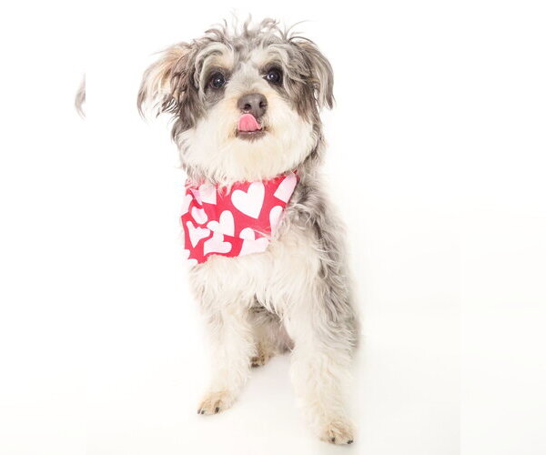 Medium Photo #1 Poodle (Miniature)-Unknown Mix Puppy For Sale in Phoenix, AZ, USA