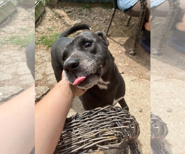 Medium Photo #8 Mutt Puppy For Sale in Abbeville, LA, USA