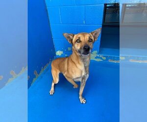 Australian Kelpie-Chihuahua Mix Dogs for adoption in Calgary, Alberta, Canada