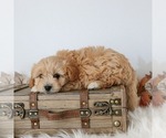 Small #3 Cavapoo