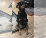 Small Photo #23 Doberman Pinscher Puppy For Sale in SCAPPOOSE, OR, USA