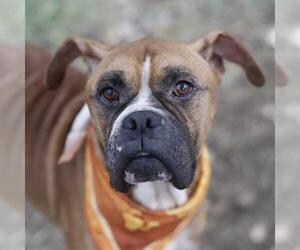 Boxer-Unknown Mix Dogs for adoption in San Antonio, TX, USA